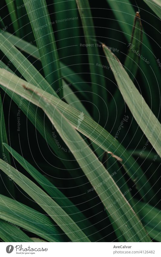 Super close up os some green plants background with dark shadows with copy space growth horizontal usa no people abstract close-up color image fragility