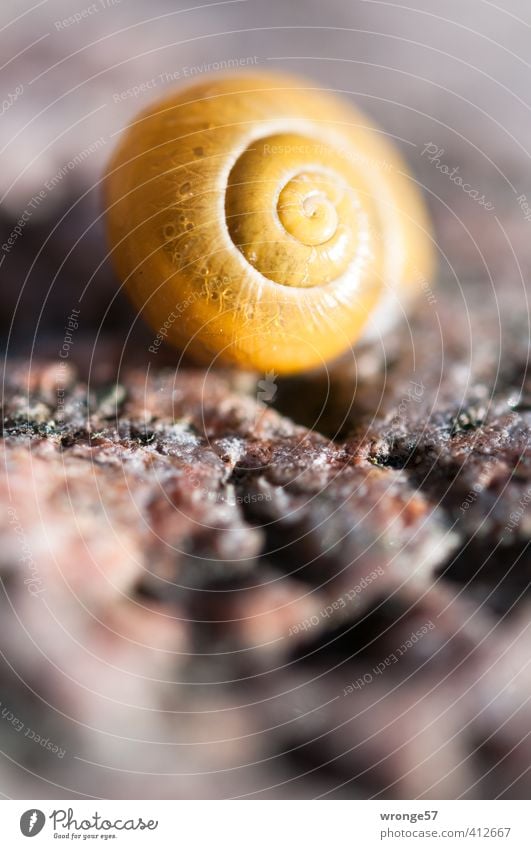 The yellow house Nature Animal Sand Wild animal Snail Snail shell 1 Line Feminine Brown Yellow Spiral Close-up Macro (Extreme close-up) Detail Colour photo