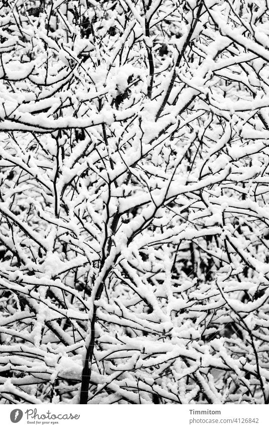 A simple picture of branches and snow Bleak Snow Cold Winter lines Black & white photo tight Narrow Twigs and branches Nature Deserted