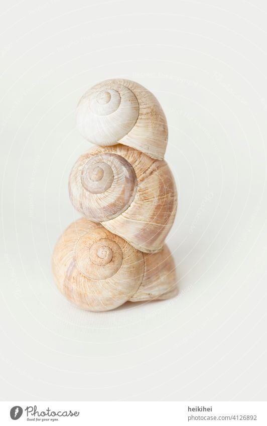 Three piled up snail shells Crumpet Snail shell Animal Macro (Extreme close-up) Close-up Nature Slowly Slimy Mollusk Speed Spiral House (Residential Structure)