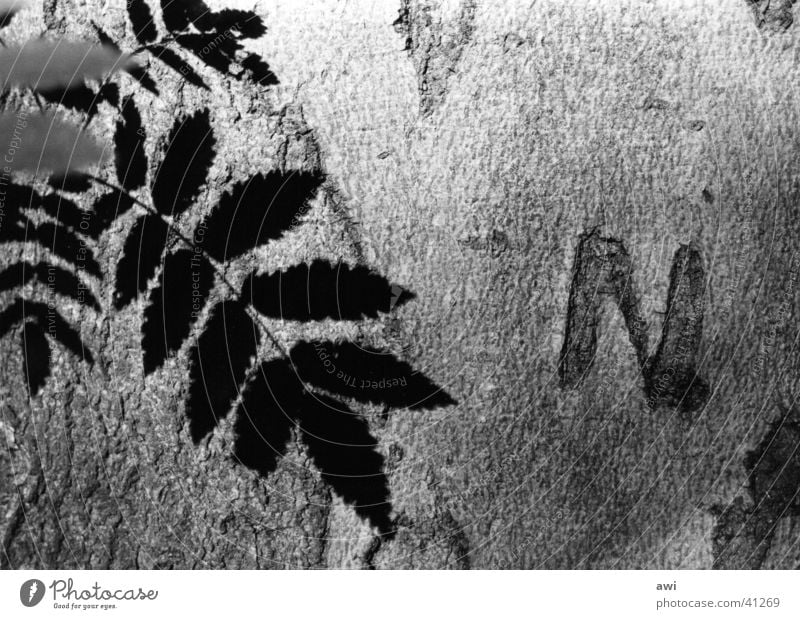 Eternal Love Tree Tree bark Leaf Macro (Extreme close-up) Light Loyalty initial N Black & white photo Shadow
