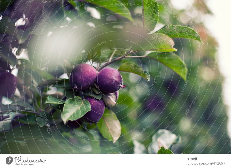 purple apples Fruit Environment Nature Plant Tree Agricultural crop Natural Green Violet Colour photo Exterior shot Close-up Macro (Extreme close-up) Deserted
