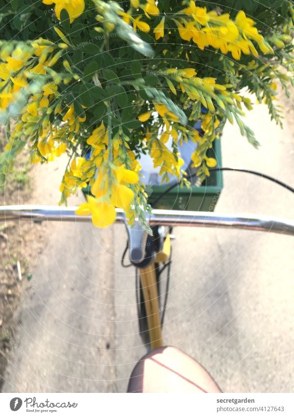 The high-spirited broom is not gloomy at all. hollandrad Broom Broom blossom Flower Bicycle Cycling Bicycle handlebars Cycling tour Exterior shot Colour photo