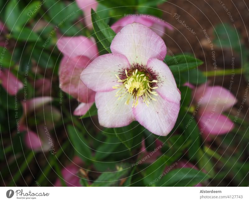 Blossom of a Christmas rose botanical Helleborus in pale pink blooming in the garden Blossom Christmas rose halberry winter flowering plants bilges Spring
