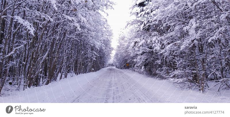 snow covered road surrounded by trees travel outdoor forest Winter path ice cream vacation branch