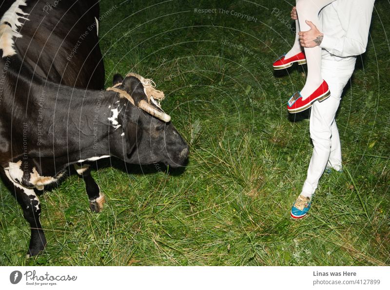 This young and wild fashionable couple dressed in white outfits and avant-garde shoes are trying their luck with a relatively calm cattle. A cow is watching these lovebirds with zest. This story is somewhere between the odd and the ordinary.