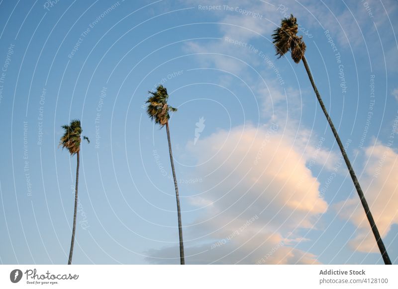 Tall palm trees against sky high tall tropical green wind sunny california thin blue sky sway growth exotic sunlight summer daytime usa america united states