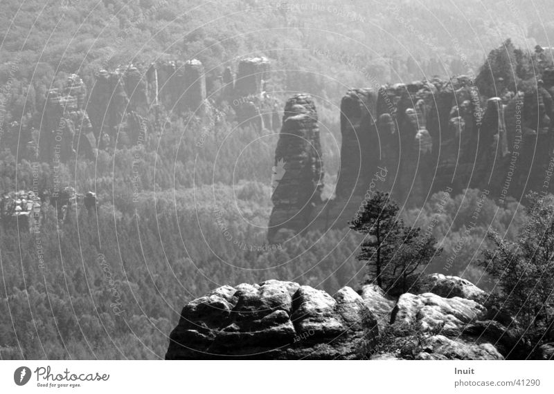 Saxon Switzerland Saxony Vacation & Travel Tree Sandstone Mountain Black & white photo Mountain hiking