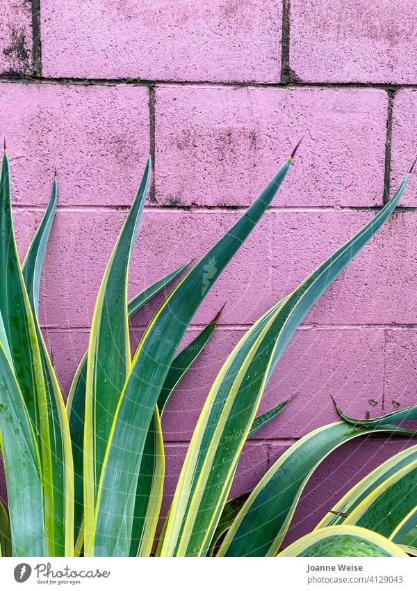 Dirty pink wall with green and yellow spiky plant in foreground. Pink pink background Green Plant Leaf Exterior shot Brick wall Wall (building) Growth