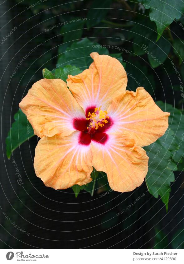 Tropical hibiscus flower with foliage Blossom Orange Red Flower Green Nature nature tropics Flower wreath Leaf leaves grow Gardener Green thumb Pot plant