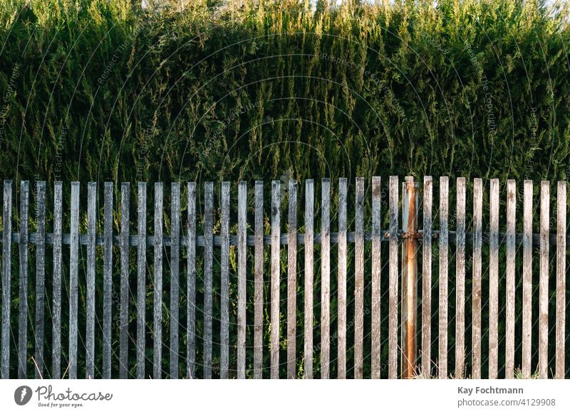 hedge behind wooden fence around property background backyard beauty color estate garden green hedgerow home landscape nature neighborhood outdoor outside