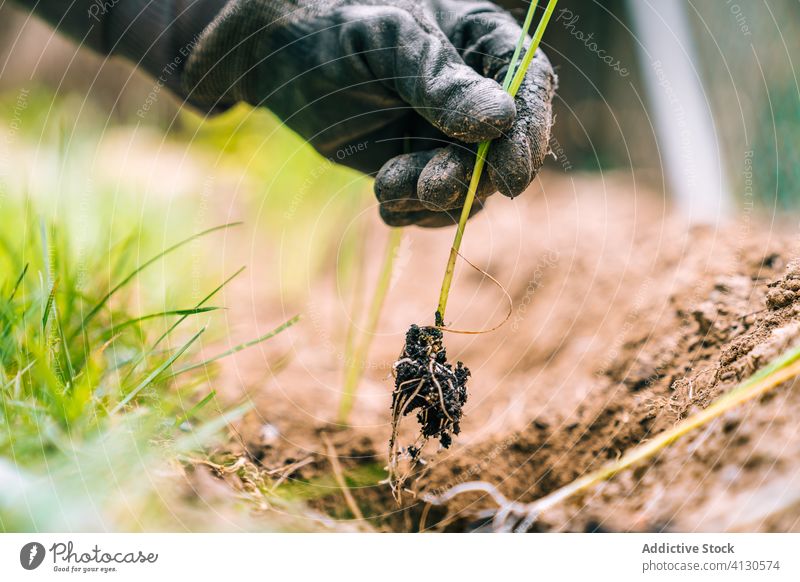 Anonymous gardener holding green grass with soil in hand sprout plant cultivate agriculture organic nature botany frane growth seeding glove care dirt farm