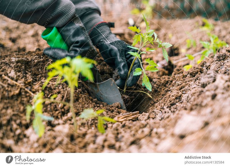 Anonymous gardener in gloves planting green seedlings in garden soil countryside cultivate agriculture farm growth work nature workwear season ground organic