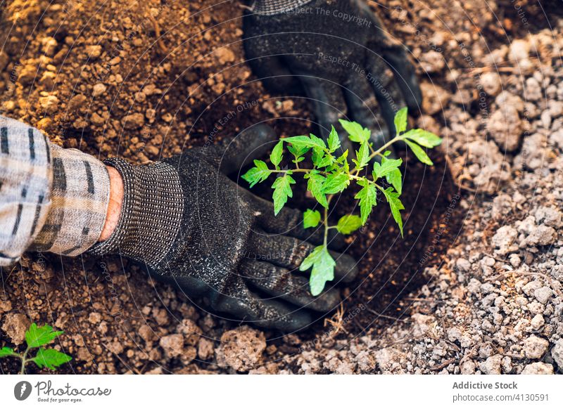 Anonymous gardener digging soil with trowel in garden man seedling plant equipment cultivate tool tomato farm work glove botany ground dirt countryside