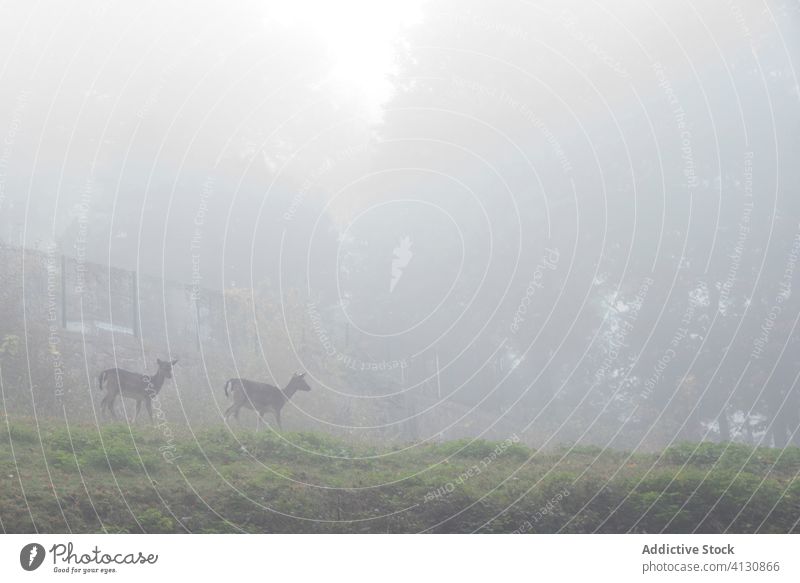 Deer on hilly glade in green misty countryside in daytime deer park nature tranquil fog stag animal wild mammal calm alert peaceful herbivore creature serene