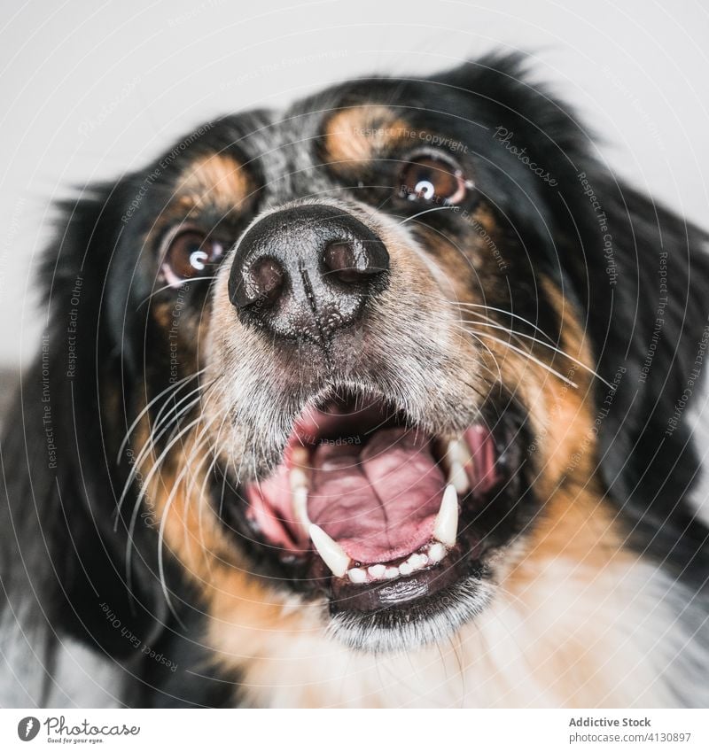 Mixed breed dog with tongue out looking at camera bordernese mix pet animal friendly muzzle spot fluff canine fur border collie bernese mountain happy