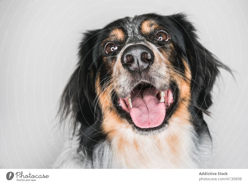 Mixed breed dog with tongue out looking at camera bordernese mix pet animal friendly muzzle spot fluff canine fur border collie bernese mountain happy