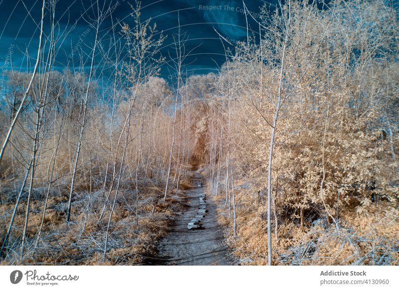 Solitary walkway among frosted young trees in winter sunny day snowy path blue sky infrared woodland rime forest plant frozen trail hoarfrost cold narrow