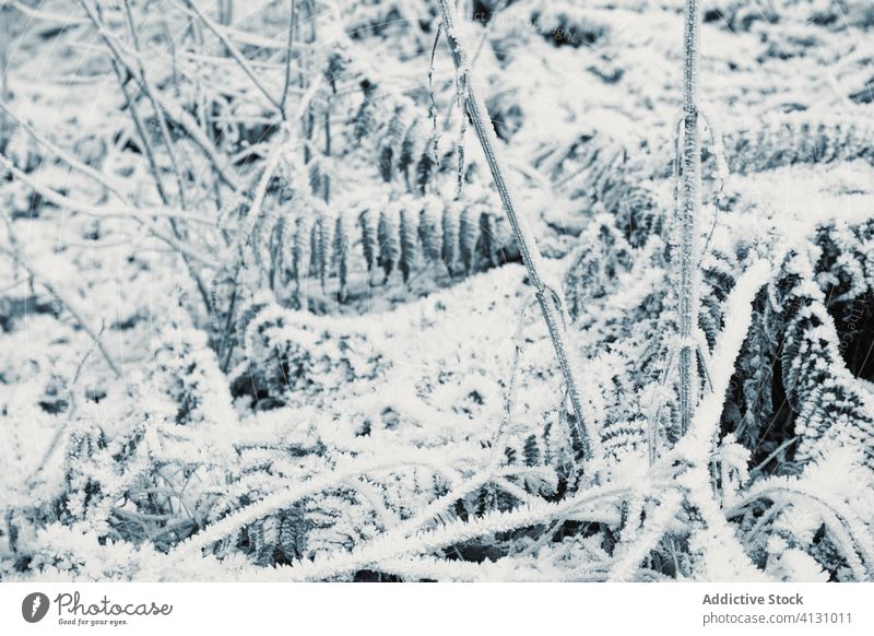 Frozen grass and bushes in winter day leaf frost snow hoarfrost glade rime plant stalk frozen snowy field floral wintry foliage season botanic wild cold organic