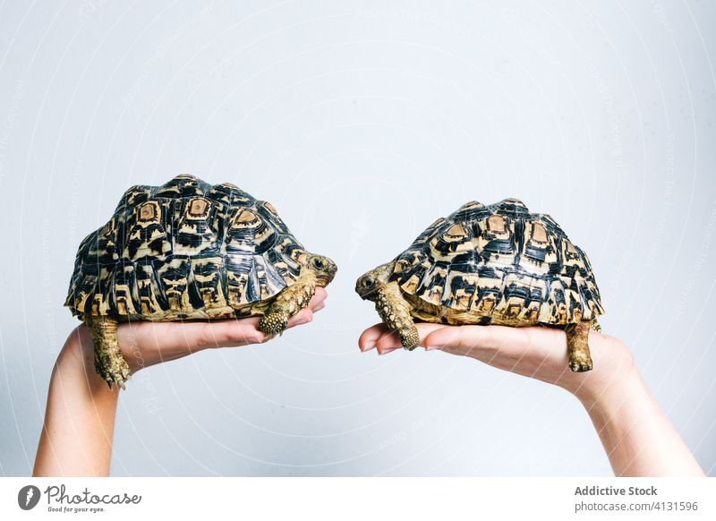 Cute turtles on human palms animal hand pair little nature fauna shell pet cute care wild wildlife protect colorful environment domestic creature herbivore