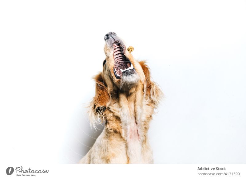 Dog catching food on white background dog pet snack eat breed animal canine domestic healthy active friend cute energy golden adorable purebred sit