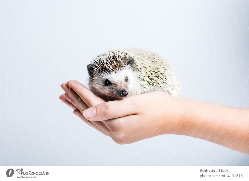 Cute hedgehog in human hands animal cute wild pet little nature fauna spike specie person care mammal creature environment life habitat adorable together