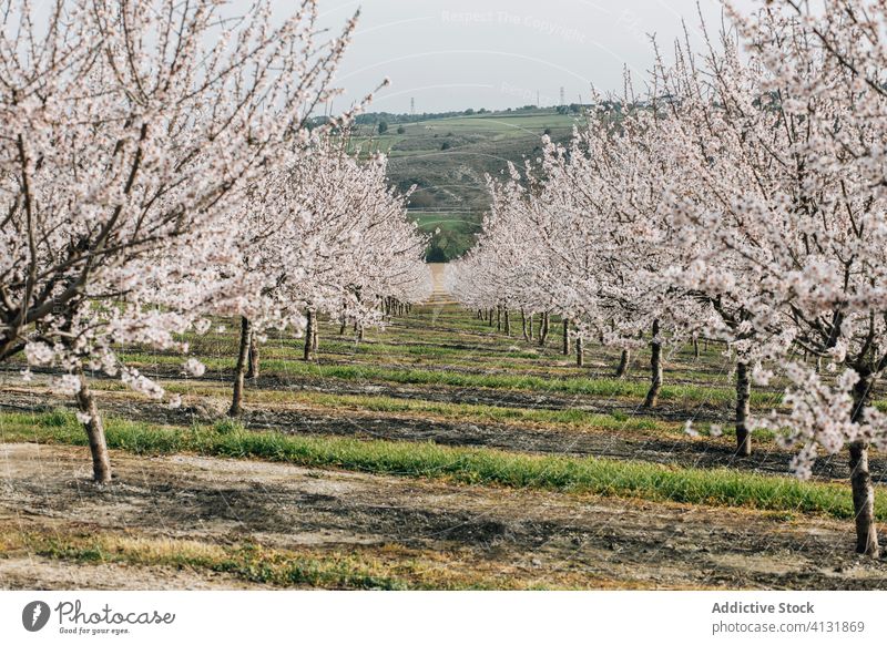 Blooming cherry trees in countryside bloom spring nature landscape agriculture flora season spain montsec growth plant environment field rural blossom vegetate