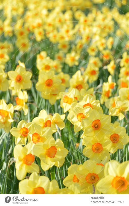 Daffodil field | green, yellow, red Narcissus Daffodil Field daffodils Easter Spring Easter Messenger Flower blossom Splendid splendour full splendour Yellow