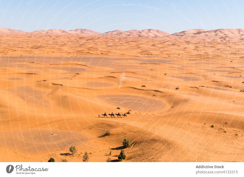 Amazing landscape of desert and camel caravan dune sand scenery spectacular sunny amazing morocco africa journey nature terrain dry picturesque wild summer