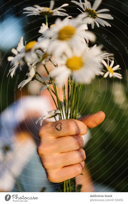 Unrecognizable person holding bouquet of blooming chamomile flower love field show give present care demonstrate sunset summer blossom hand nature flora plant