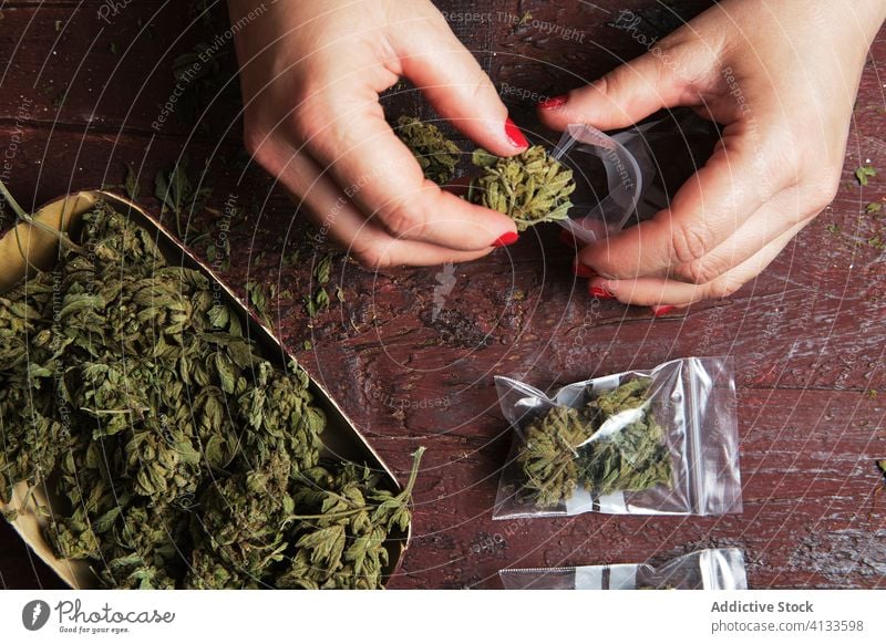 Unrecognizable female smoker making plastics bags of marijuana cannabis grinder prepare joint woman roll drug weed tobacco cigarette herbal bad ganja dried