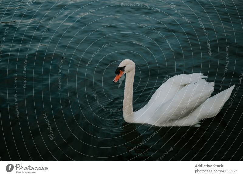 Graceful swan swimming on lake bird float surface calm pond water waterfowl plumage tranquil wildlife peaceful ripple nature idyllic serene creature specie