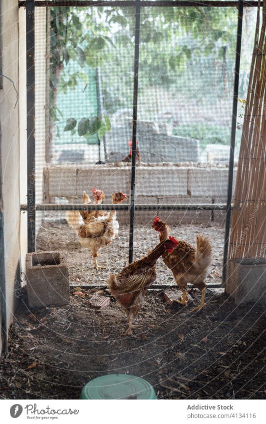 Flock of domestic hens in chicken coop on farm flock group barn hen house poultry animal plumage bird comb feather wing ornithology creature specie fauna