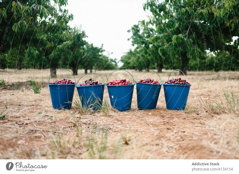 Buckets with ripe cherries in green orchard cherry garden pick summer fresh fruit collect harvest organic bucket nature vitamin healthy plastic natural juice