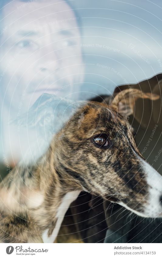 Man and dog looking out window man home rest together reflection pet owner friend male adult think mature whippet cute canine calm cozy domestic relax animal