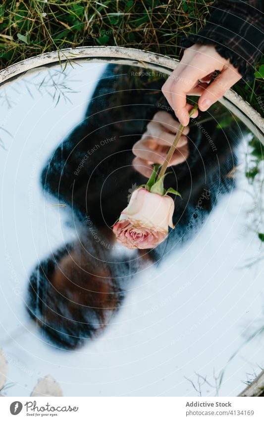 Unrecognizable woman with rose and mirror art flower creative tender fog fresh beauty female grass green gentle natural plant delicate blossom summer floral