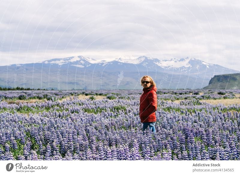 Male traveler in lavender field man flower blossom tourist season cold vacation male iceland bloom calm nature idyllic journey trip outerwear warm clothes