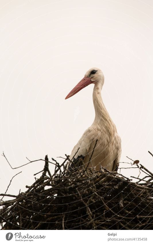 Elegant stork with its nest bird beak white nature animal wildlife red sky feather blue black summer freedom flying wing symbol one birdwatching clear beautiful
