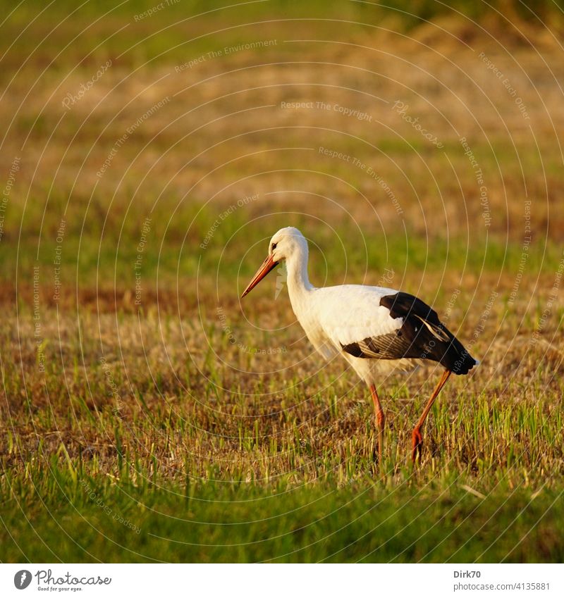 White stork in the evening light on the mown meadow Stork White Stork Meadow Meadow cuttings scythed Grass Grassland Willow tree Exterior shot Green Nature
