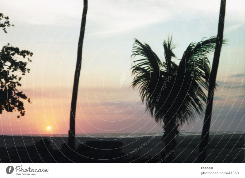 Nicaragua Beach Sunset Palm tree Nature