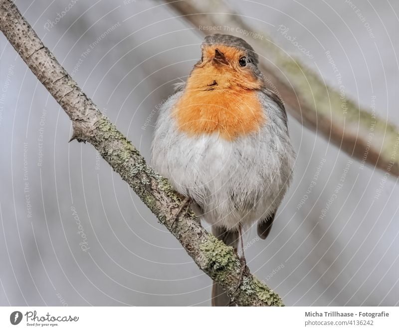 Chirping Robin Robin redbreast Erithacus rubecula Bird Wild bird Animal face feathers plumage Beak Eyes Legs Grand piano Claw Twigs and branches Wild animal