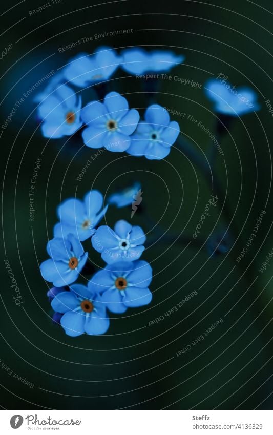 Forget-me-not does not want to be forgotten forget-me-not flower Myosotis little flowers spring flowers spring blossoms Spring Flowering petals April flowers