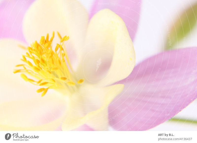 columbine Flower Blossom Garden macro Close-up Aquilegia Plant dwell decoration floral picture foral