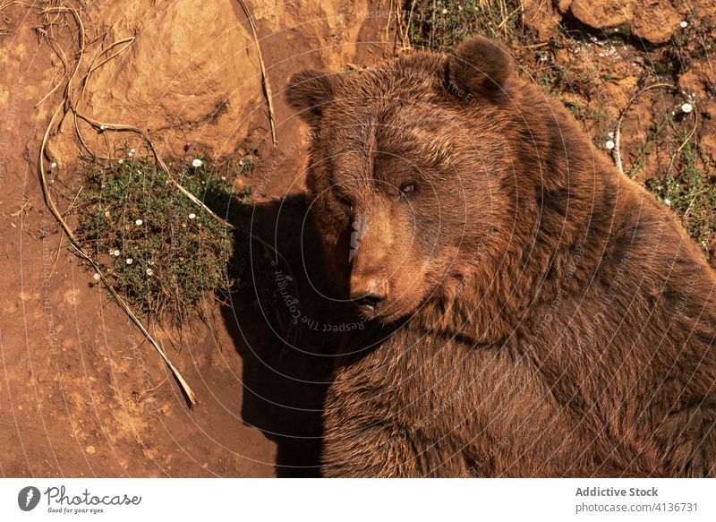 Relaxed brown bear sitting on sand relax animal wild sunny calm mammal nature slope summer idyllic peaceful daytime harmony creature specie natural environment