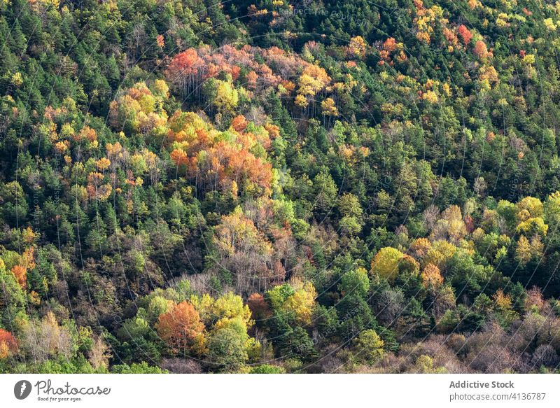 Autumn trees in the forest autumn hill cold nature picturesque orange yellow green weather slope environment season landscape tranquil countryside scenic fall