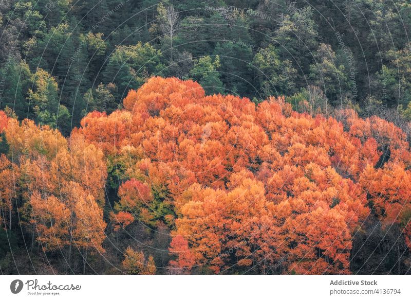 Autumn trees in the forest autumn hill cold nature picturesque orange yellow green weather slope environment season landscape tranquil countryside scenic fall