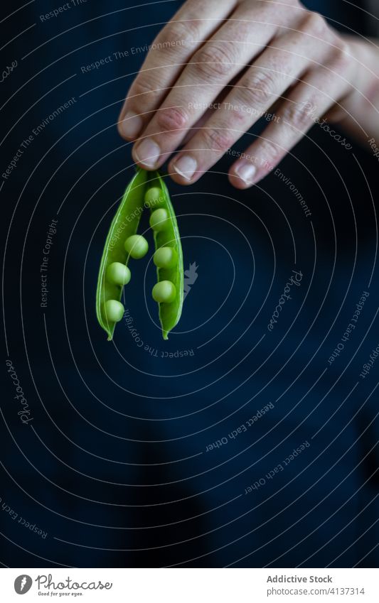 Crop person with fresh pea pod green vegetable seed cook organic natural food healthy nutrition delicious diet tasty apron plant meal gourmet vegan cuisine