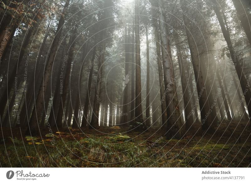 Foggy forest with trees and plants fog morning woods nature landscape mist tranquil mystery biscay basque country spain fern calm woodland green tall scenic