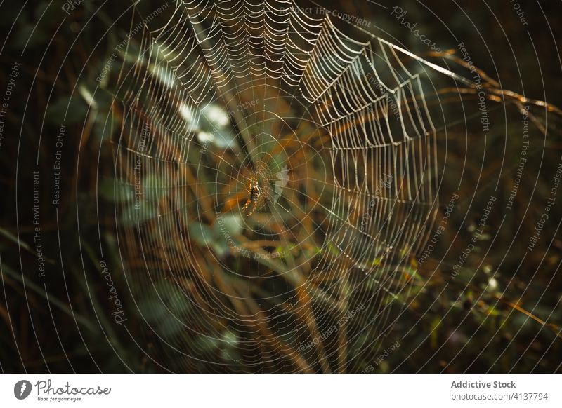 Spider in the middle of spider web in forest on overcast day tree pattern nature cloudy woods plant branch biscay spain environment flora trunk twig landscape