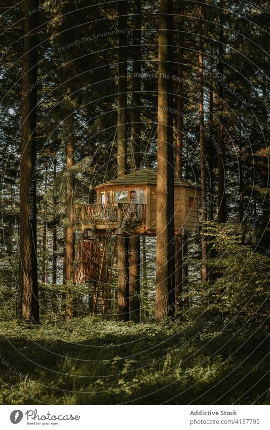 Large tree house in forest wooden landscape building harmony natural spectacular biscay basque country spain huge pine environment scenic scenery dwell